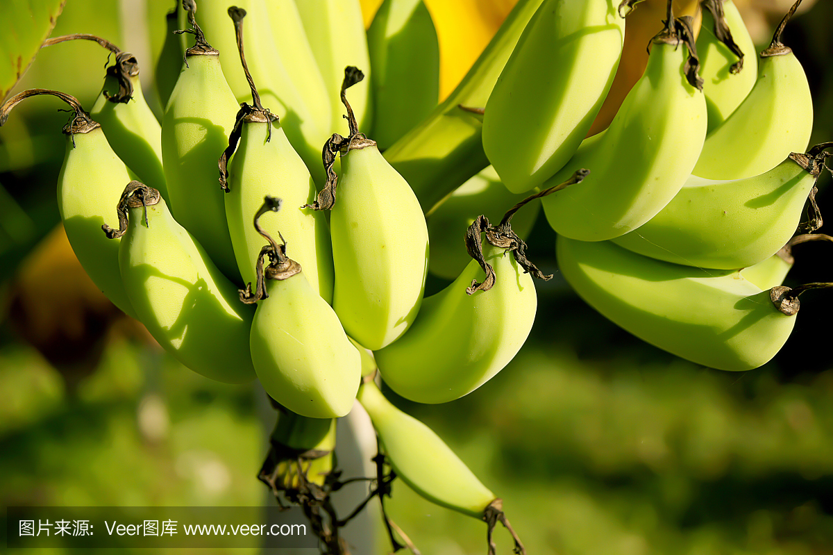 生在香蕉樹上的香蕉串