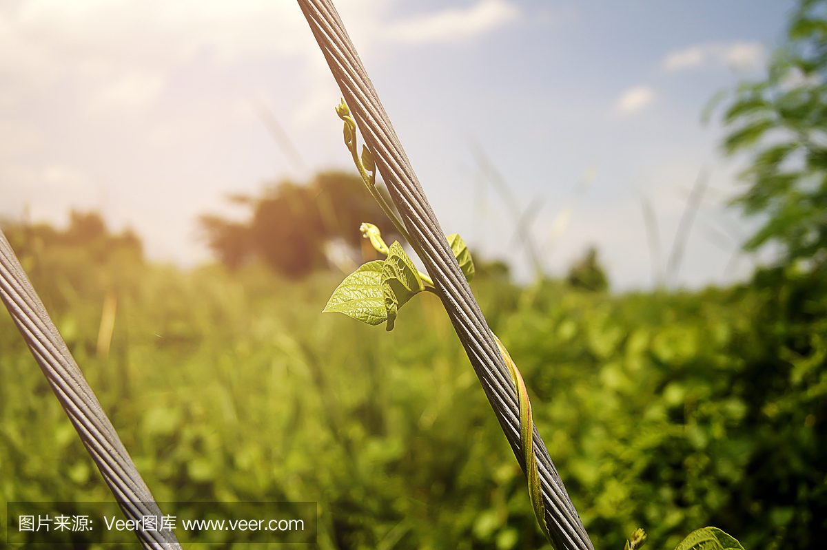 綠色的小匍匐植物攀援在陽(yáng)光下美麗