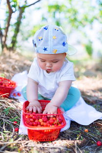 兒童攝影 晨晨一家采櫻桃